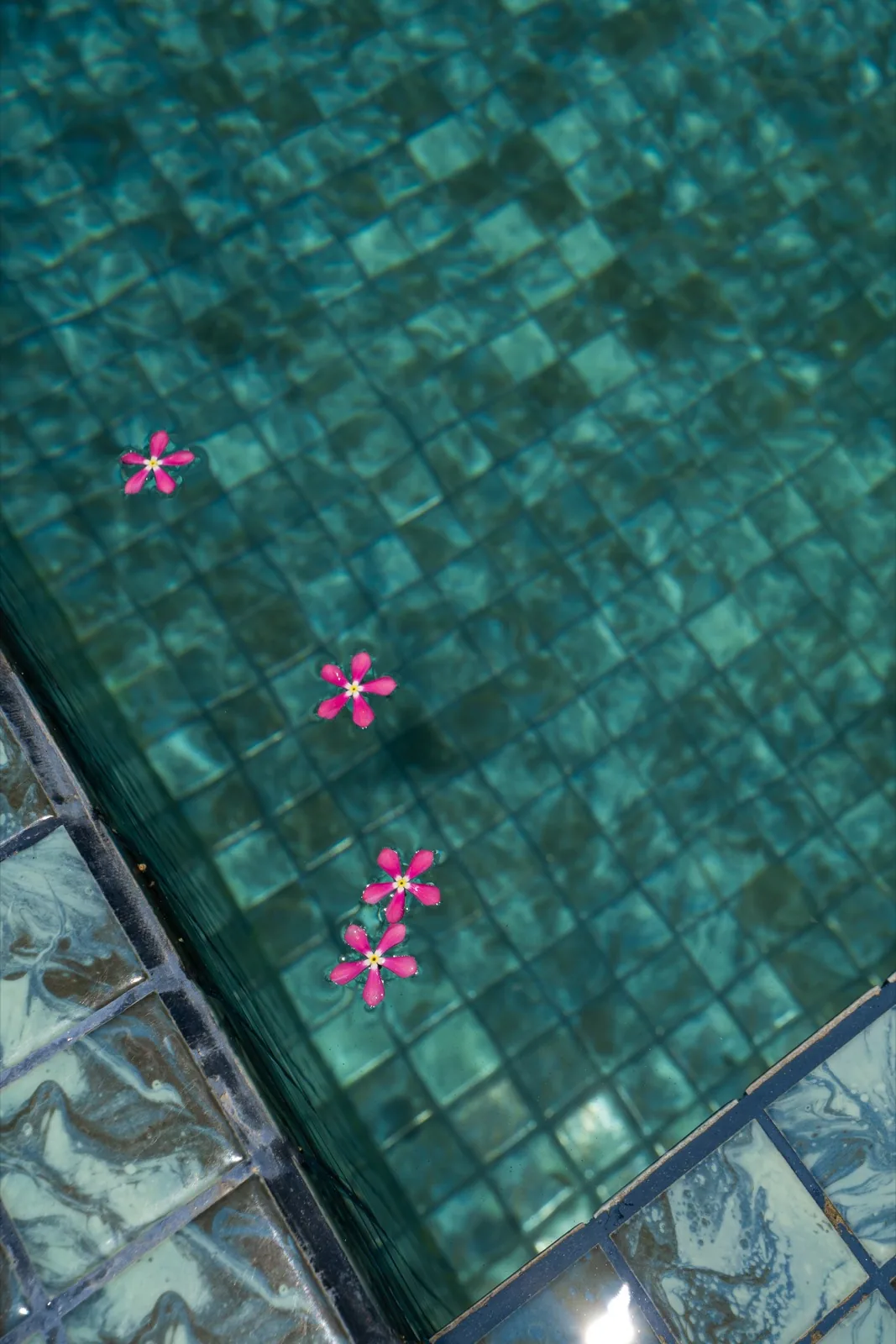 Flowers on the pool water